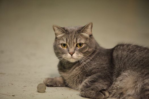 Portrait of the gray domestic cat