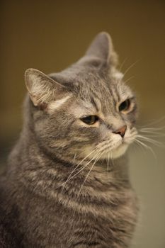 Portrait of the gray domestic cat