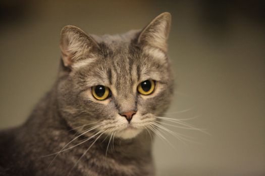 Portrait of the gray domestic cat