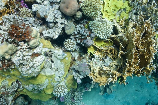 fish and corals in the Red sea