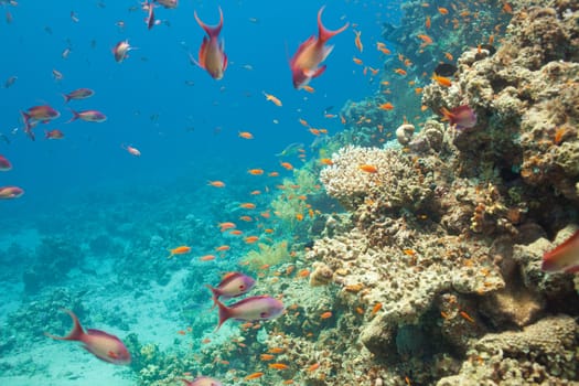 Scalefin anthias fish and corals in the Red sea