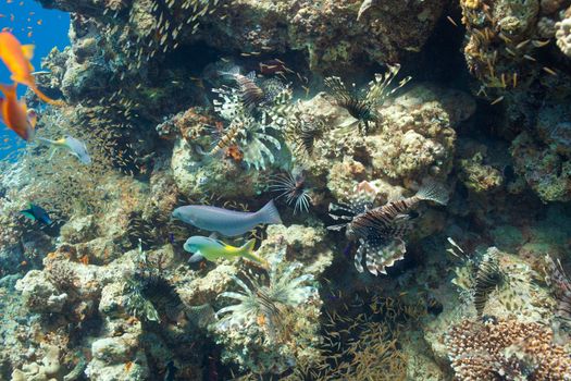 Lion fish and corals in the Red sea
