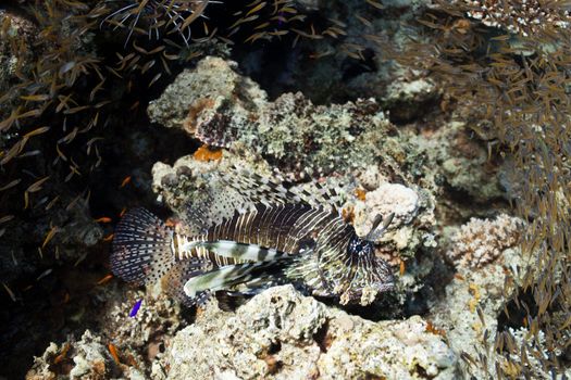 Lion fish hunter small fishes in the Red sea