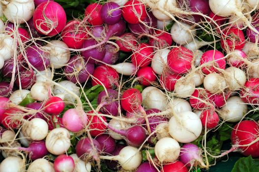 Colorful radishes at the market