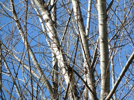 vista of bare trees and sky