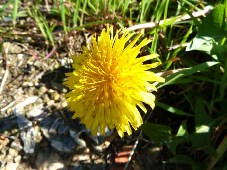 closeup of a wild dandelion flower