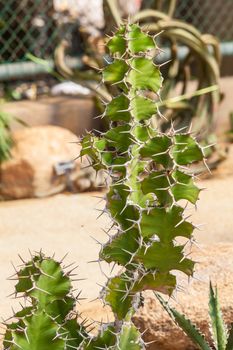 Detail of cactus growing in the garden.