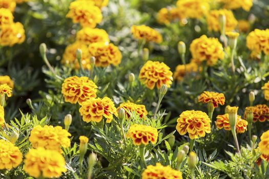 Orange marigolds growing in the garden, Thailand.