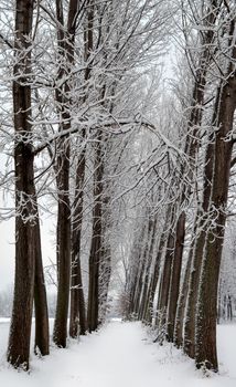 Winter view: two lines of snow covered trees