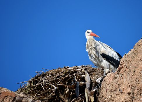 A stork in its nest in a bright day with blue sky. Large copyspace