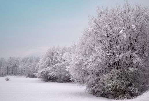 Winter landscape, snow covered meadow and trees