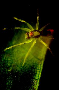 Spider behind the leaf in the dark, Mystical concept