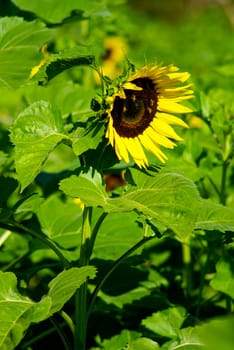 Sunflower in the farm with bees
