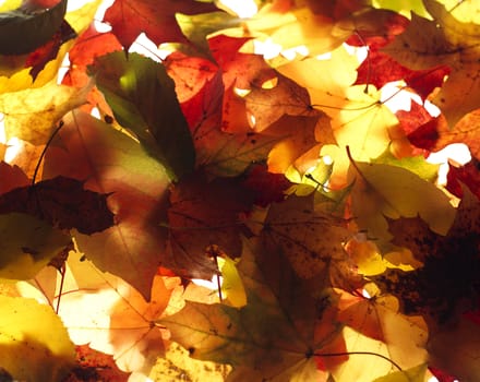 Close up of Autumn Leafs