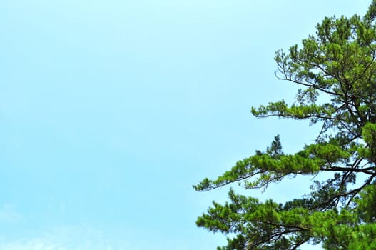 Tree and sky background - on right