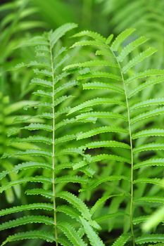 Fern