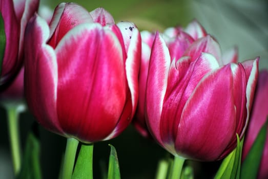 pink tulips