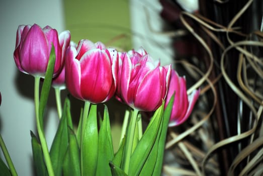 pink tulips