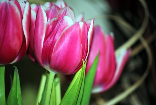 pink tulips