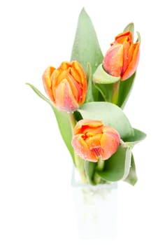 Tulips Bouquet in Glass Vase on White Background