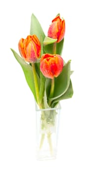 Tulips Bouquet in Glass Vase on White Background