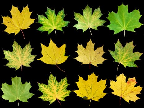 Autumn leaves isolated on black