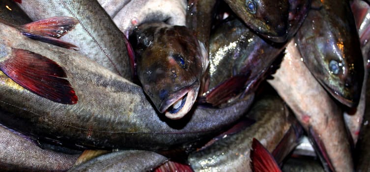 Full box of fresh catched fish close up