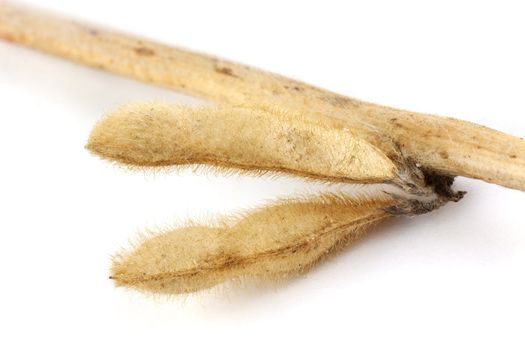 Soy pods isolated on white background