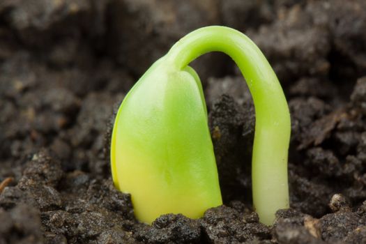 Small plant of soy