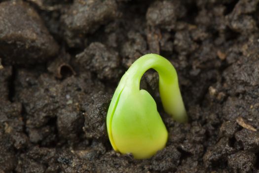 Small plant of soy