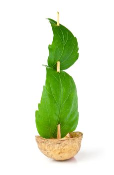 Sailboat made of walnut with a leaf as sail isolated on white background 