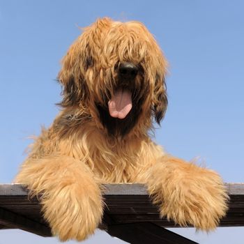 portrait of a purebred french sheepdog briard