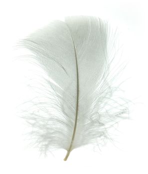 White goose feather isolated on white background