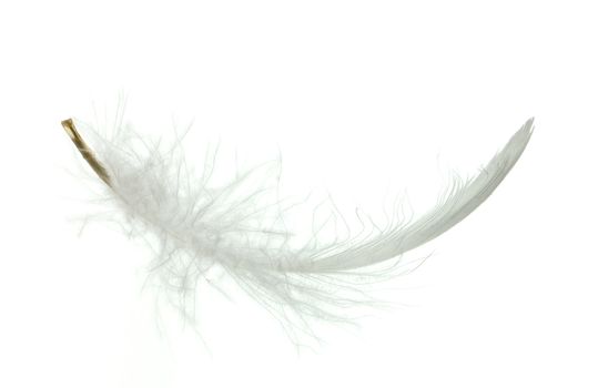 White goose feather isolated on white background