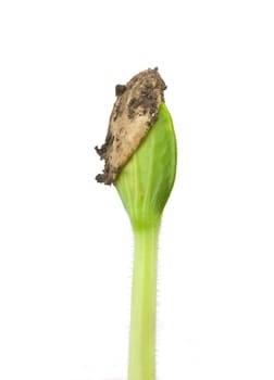 Small pumpkin seedling isolated on white background