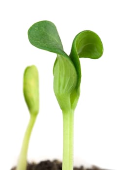 Small pumpkin seedling isolated on white background