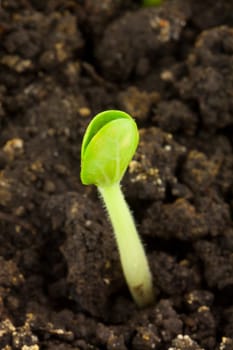 Small pumpkin seedling isolated on white background