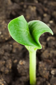 Small pumpkin seedling isolated on white background