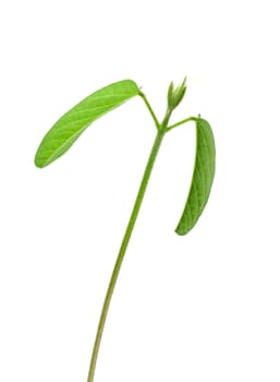 Soybean seedling isolated on white background