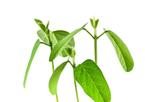 Soybean seedling isolated on white background