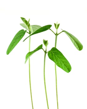 Soybean seedling isolated on white background