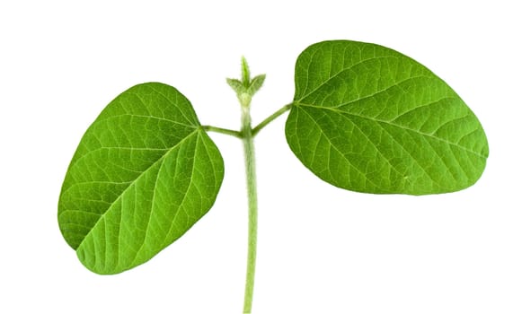 Soybean seedling isolated on white background