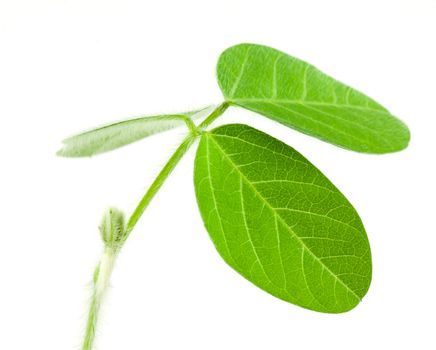 Fresh soy leaves isolated on white