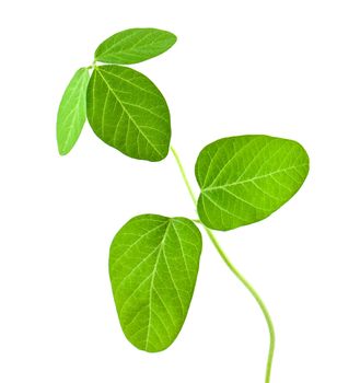 Fresh soy leaves isolated on white