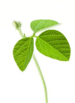 Fresh soy leaves isolated on white