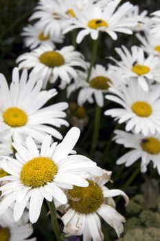 Wild daisies in the irish countryside