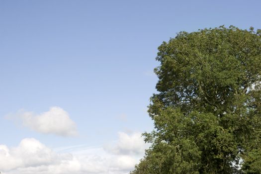 lush tree growing in the wild in glenough county tipperary ireland against blue sky