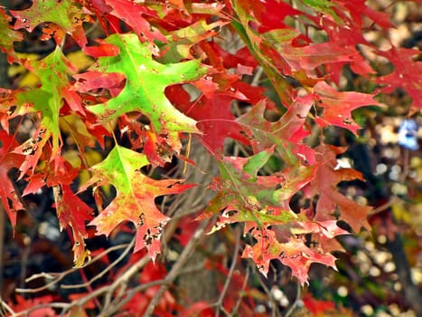 colorful leaves on branches in the fall and autumn