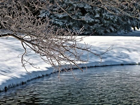 tree branch overhanging a pond in winter surrounded by snowbanks