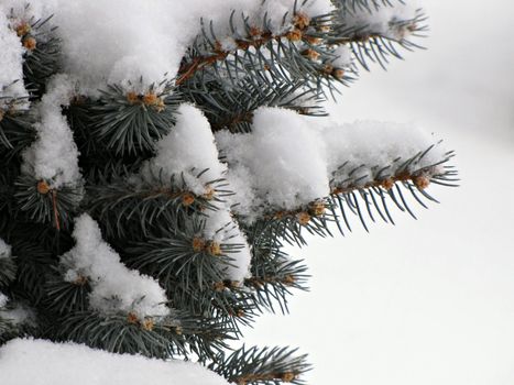 snow covered pine branches in the winter
